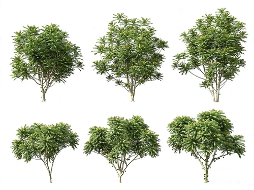 室外植物组合