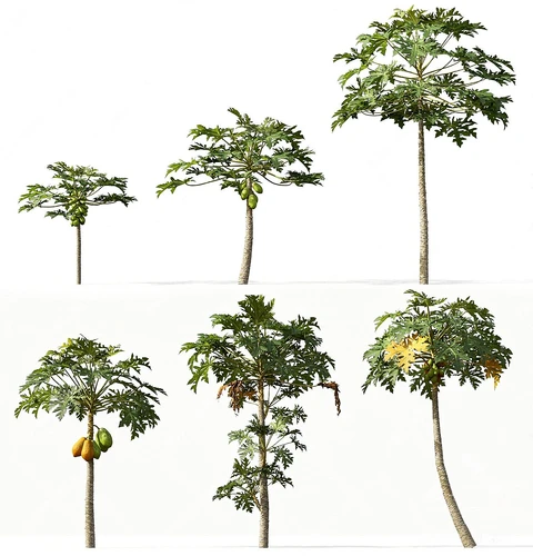 现代番木瓜树
