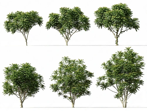 现代景观树木