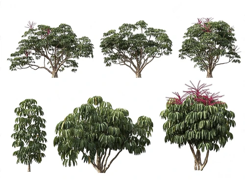 室外植物组合
