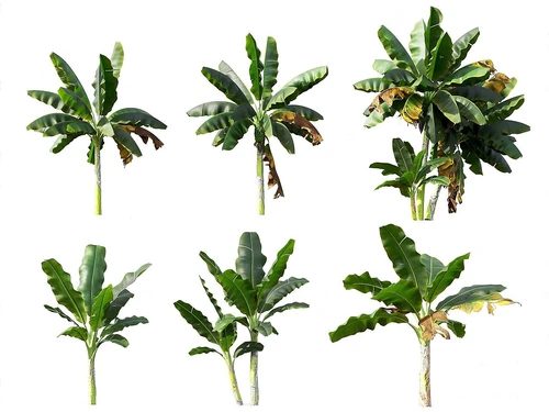 室外植物组合