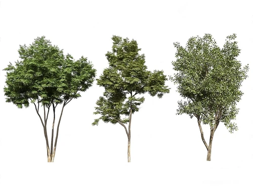 室外植物组合