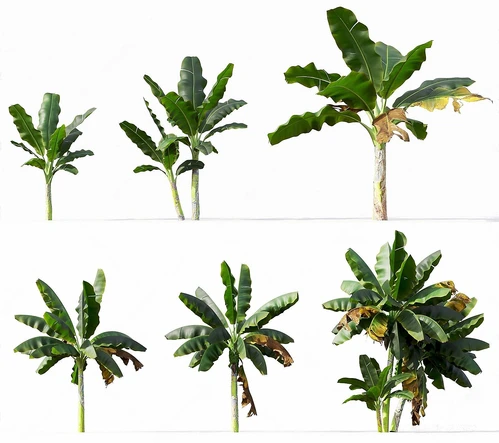 香蕉树芭蕉树