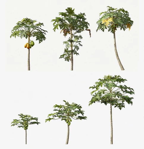 现代树木