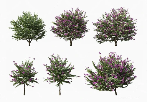 紫荆花树