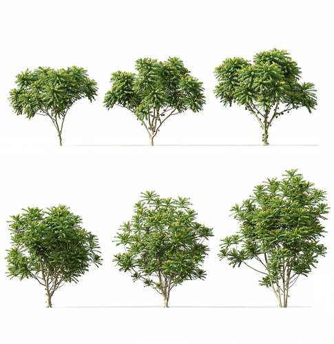 景观树
