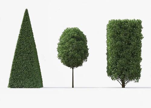园林景观植物 欧洲角木