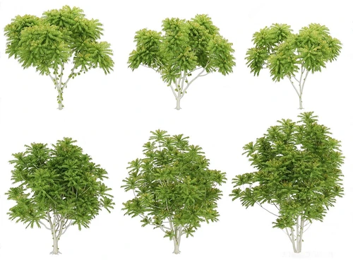 室外植物组合
