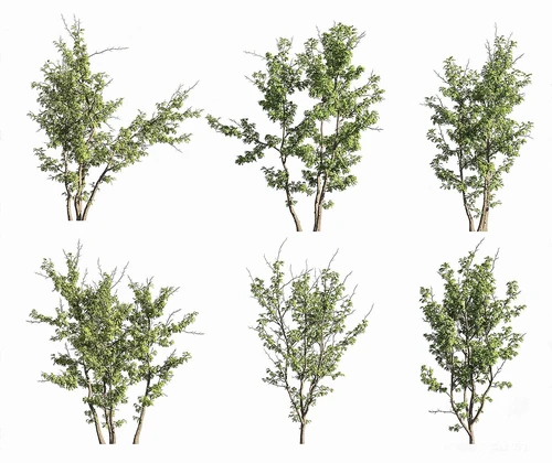 皂荚树