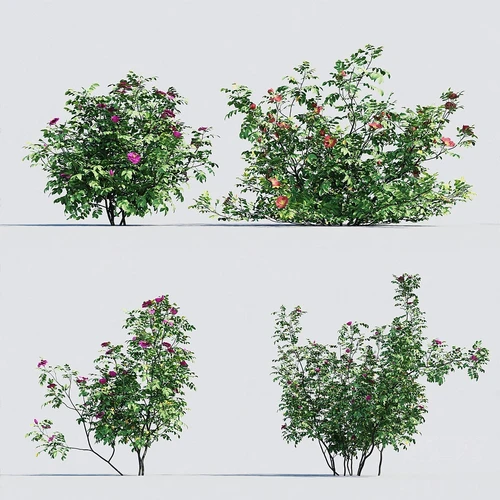玫瑰花树