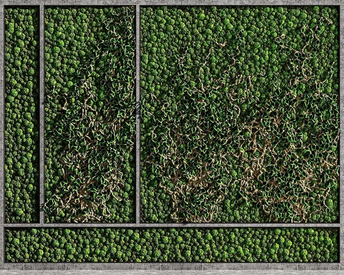 现代苔藓植物墙