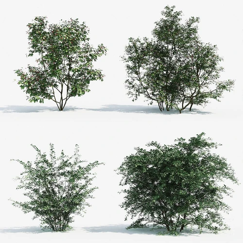 现代绿植灌木