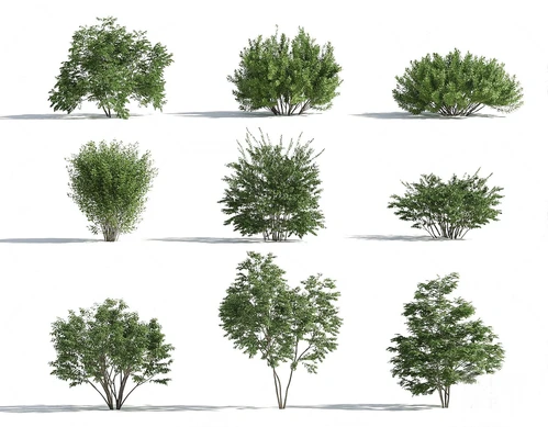现代绿植灌木