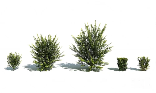 现代绿植灌木