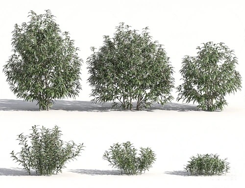 现代绿植灌木丛