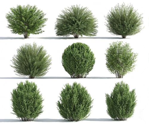 现代绿植灌木