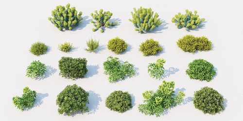 现代绿植灌木