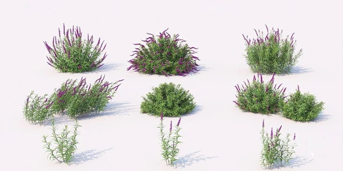 现代薰衣草绿植灌木