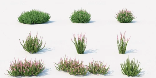 现代绿植灌木丛