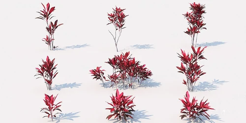 现代植物红叶灌木