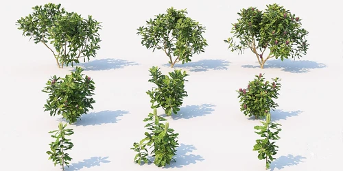 现代景观树灌木丛