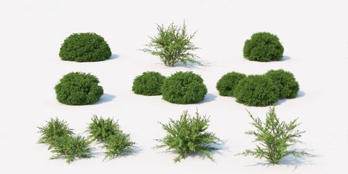 现代绿植灌木丛