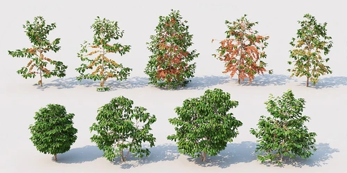 现代绿植灌木
