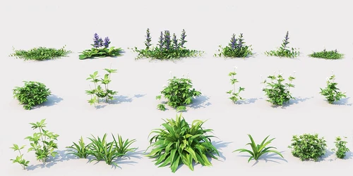 现代灌木花草植物