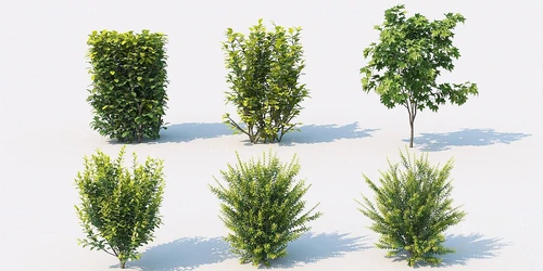 现代植物灌木