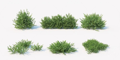 现代绿植灌木