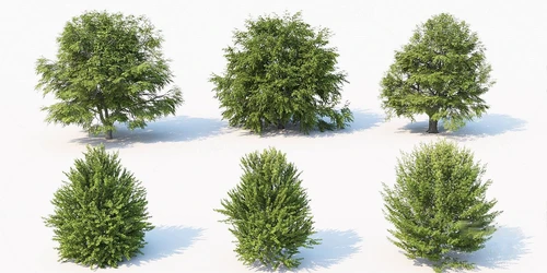 现代植物灌木