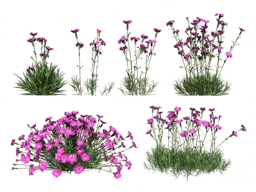 现代花草