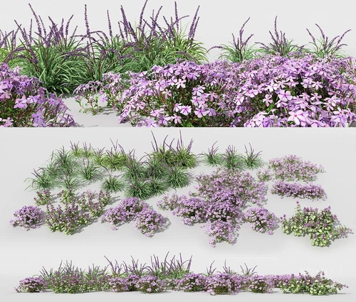 现代薰衣草花草