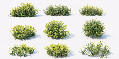 现代黄花柴胡花草