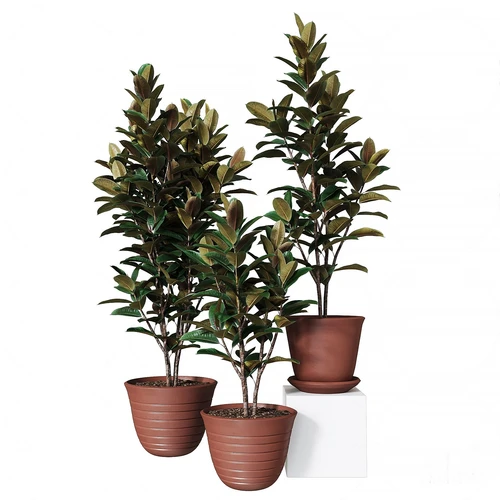 现代植物盆栽