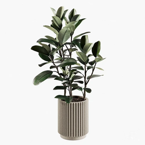 现在绿植盆栽