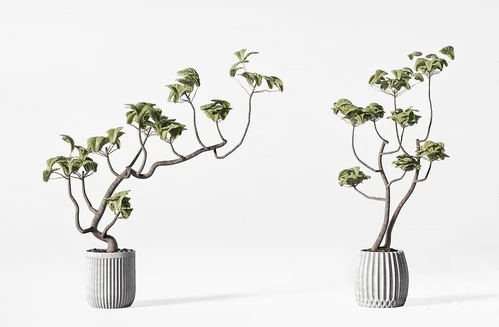 现代绿植盆栽