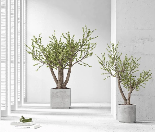 现代绿植盆景