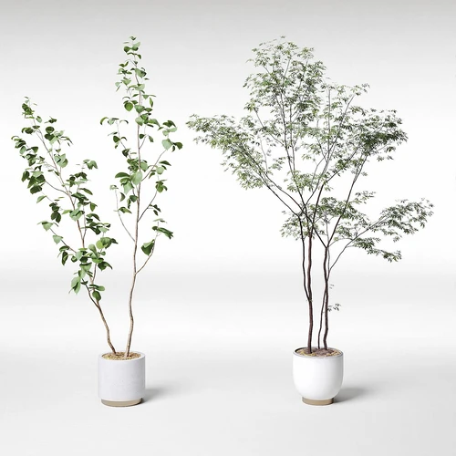 现代绿植盆栽