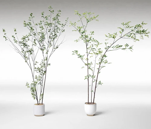 现代绿植盆栽