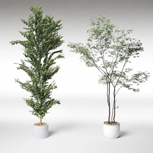 现代绿植盆栽