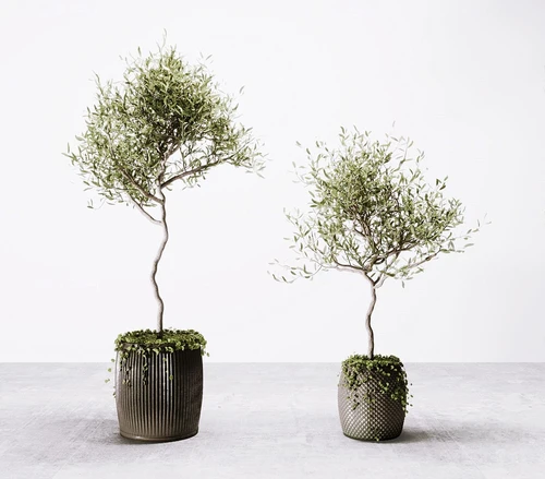 现代绿植盆景