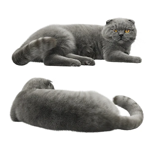 猫