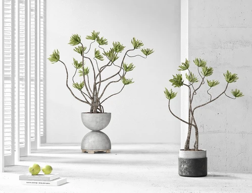 现代植物盆栽
