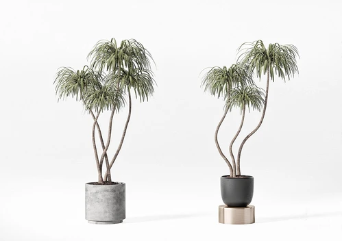 现代绿植盆栽