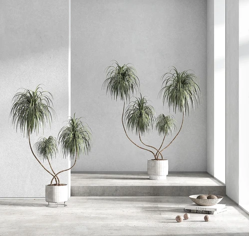 现代绿植盆栽