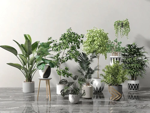 现代绿植盆栽