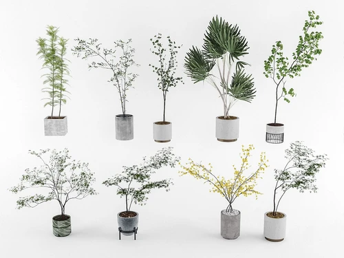 现代绿植盆栽