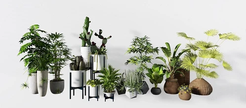 现代绿植盆栽
