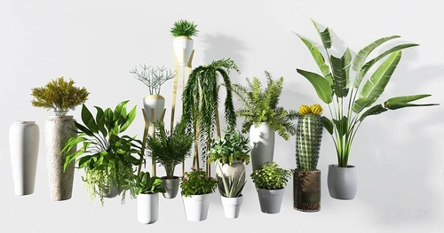 现代绿植盆栽
